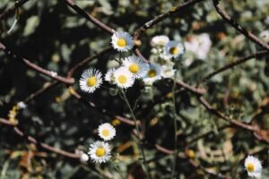 blog growth through link building