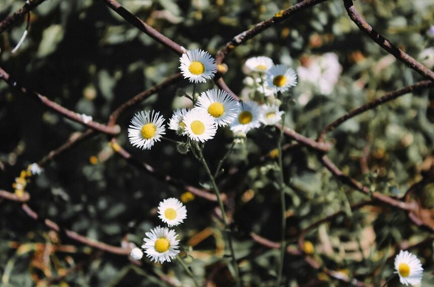 blog growth through linking